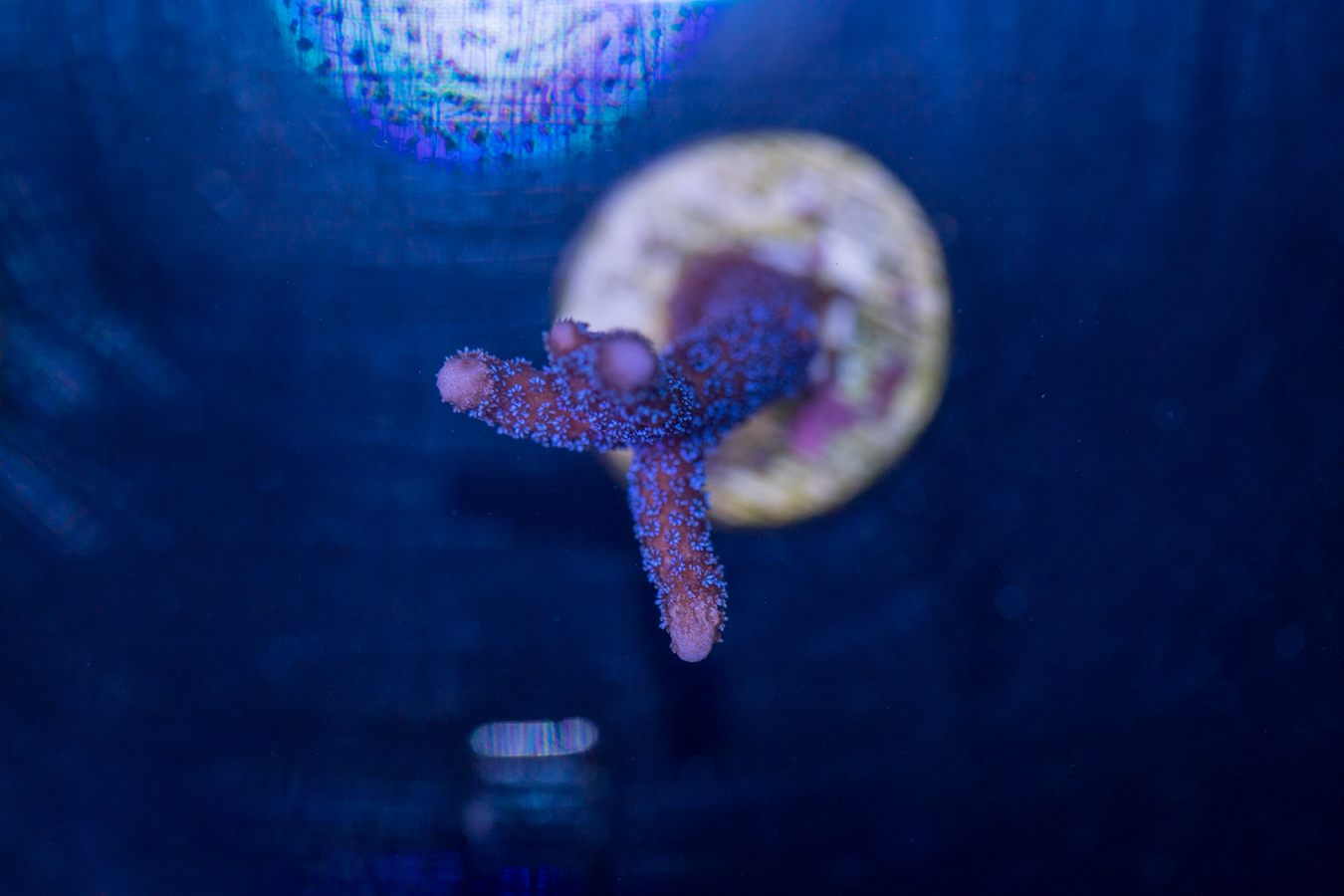 Montipora - Digitata 1 Montipora - Digitata