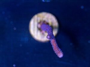 Montipora - Digitata