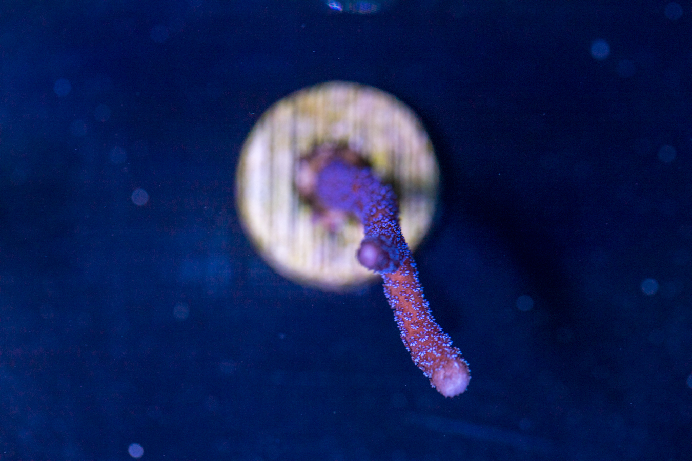 Montipora - Digitata 1 Montipora - Digitata