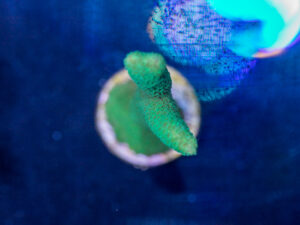 Montipora - Digitata