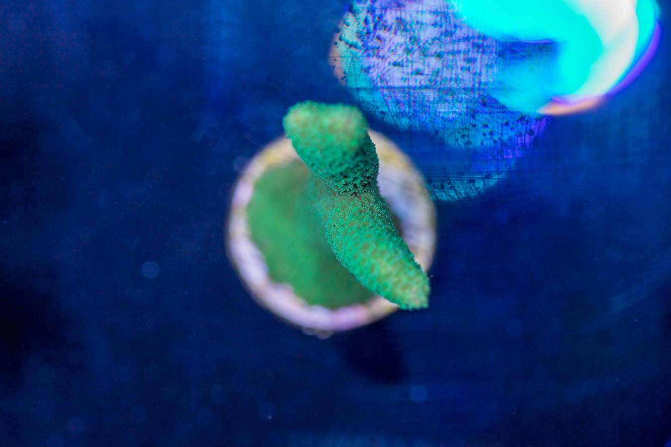 Montipora - Digitata 1 Montipora - Digitata