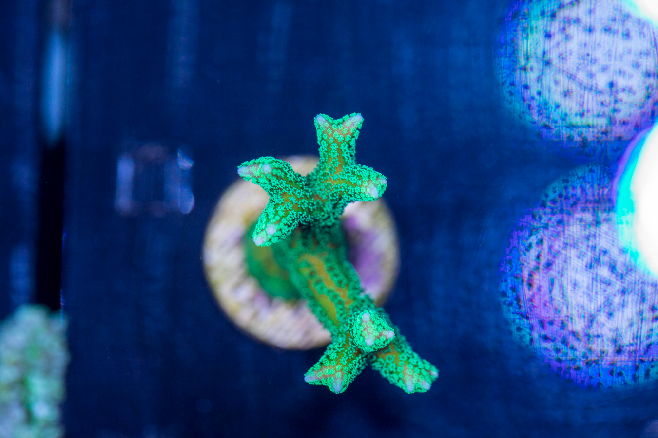 Birdsnest 1 Birdsnest