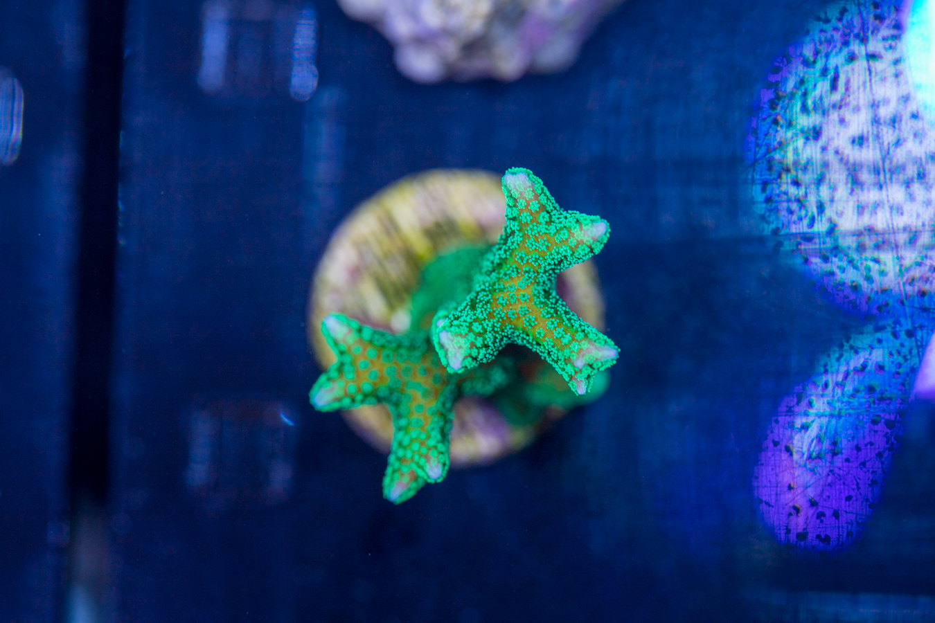 Birdsnest 1 Birdsnest