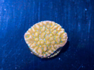 Montipora - Beach Bum