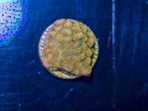 Montipora - Beach Bum