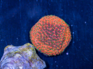 Montipora - Fairy Lights