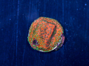 Montipora - Fairy Lights