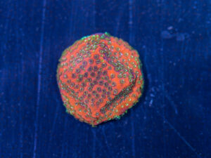 Montipora - Fairy Lights