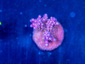 Acropora - Fireworks