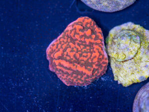 Montipora - Cherry Tree