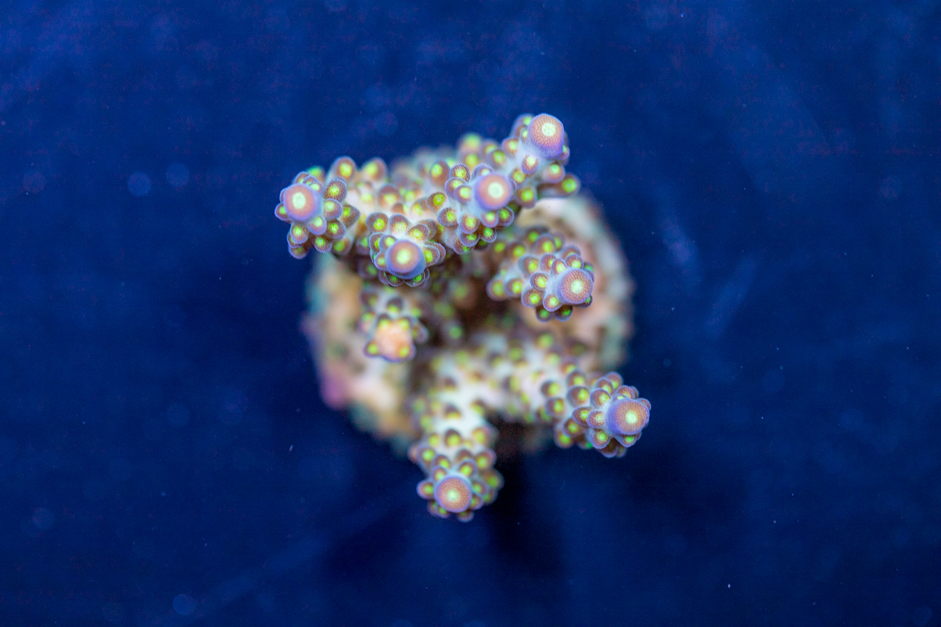 Acropora 1 Acropora
