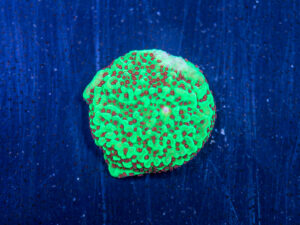 Montipora - Chilli Pepper