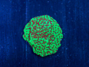 Montipora - Chilli Pepper