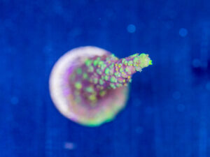 Acropora - Red Polyp Dallas