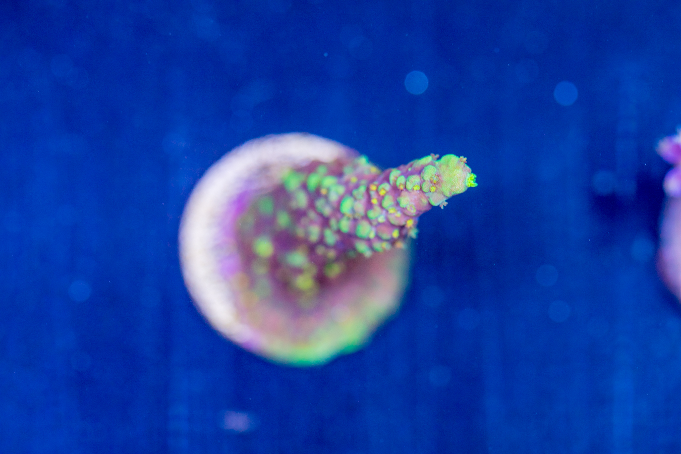 Acropora - Red Polyp Dallas 1 Acropora - Red Polyp Dallas