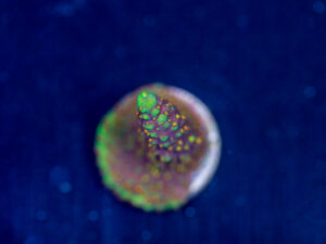 Acropora - Red Polyp Dallas