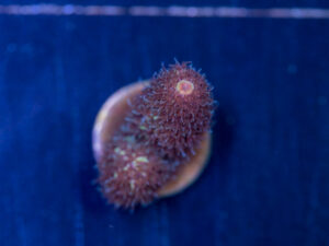 Millepora