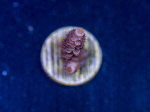 Acropora - Cherry Bomb