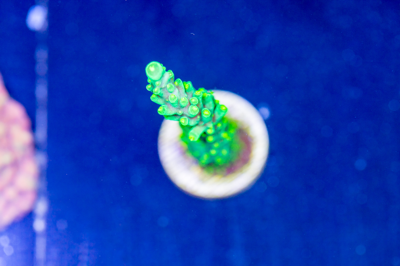 Acropora - Dallas 1 Acropora - Dallas