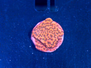 Montipora - Cherry Tree