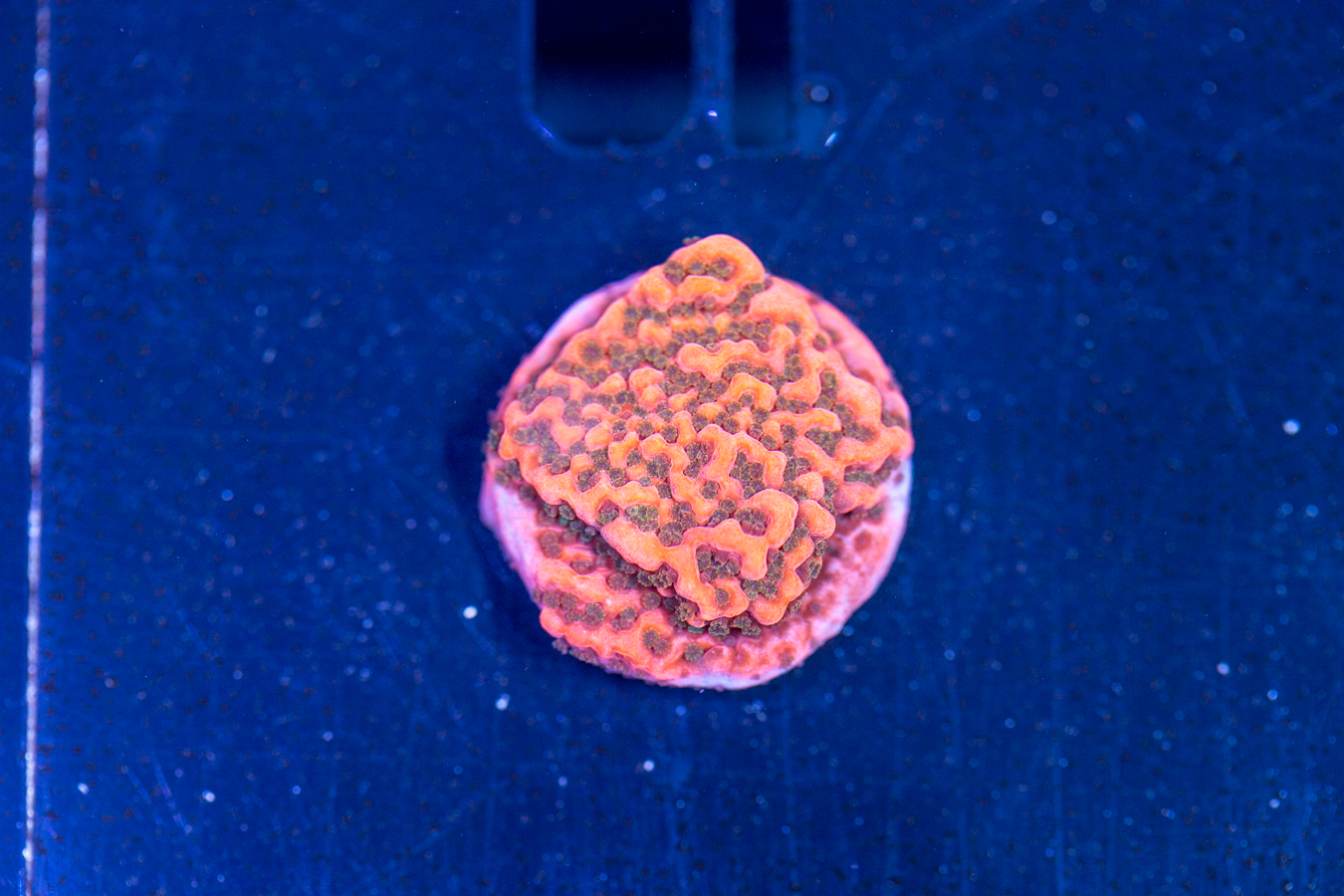 Montipora - Cherry Tree 1 Montipora - Cherry Tree