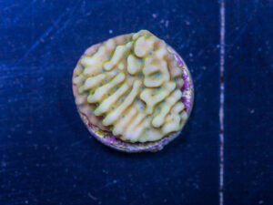 Montipora - Beach Bum