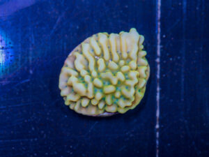 Montipora - Beach Bum