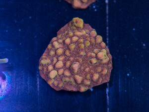 Montipora - Phoenix Danae