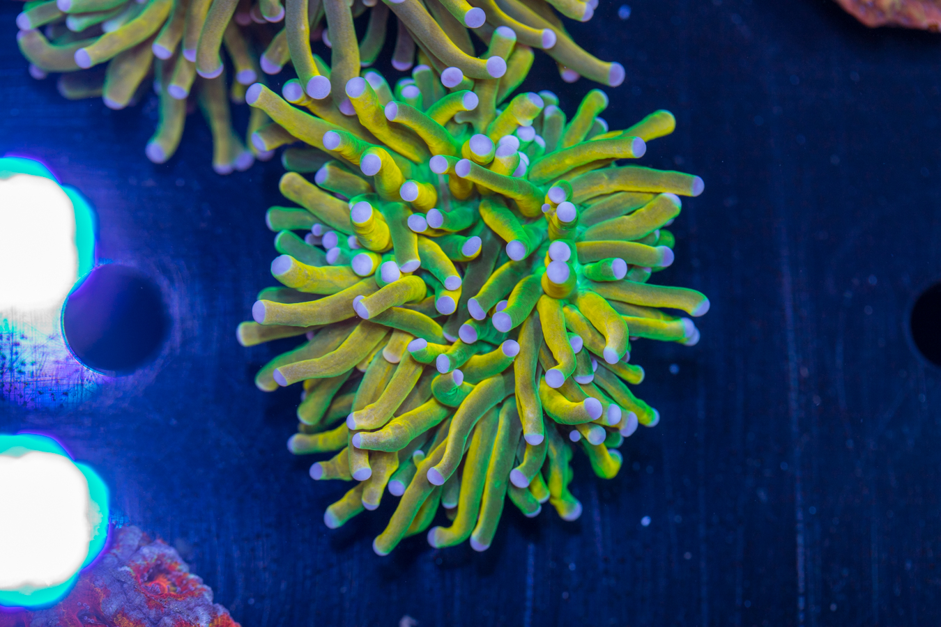 Torch - Holy Grail 1 Torch - Holy Grail