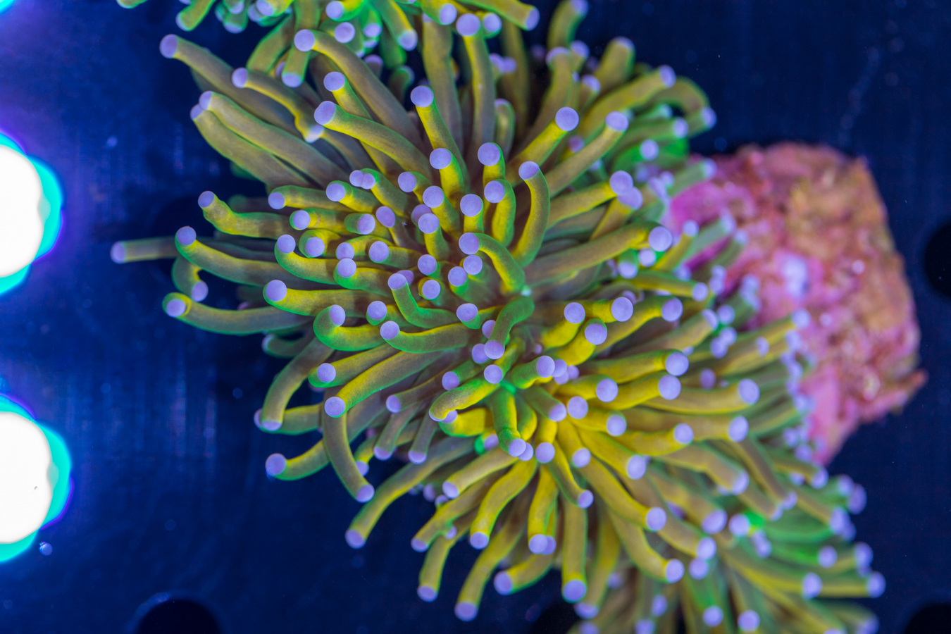 Torch - Holy Grail 1 Torch - Holy Grail