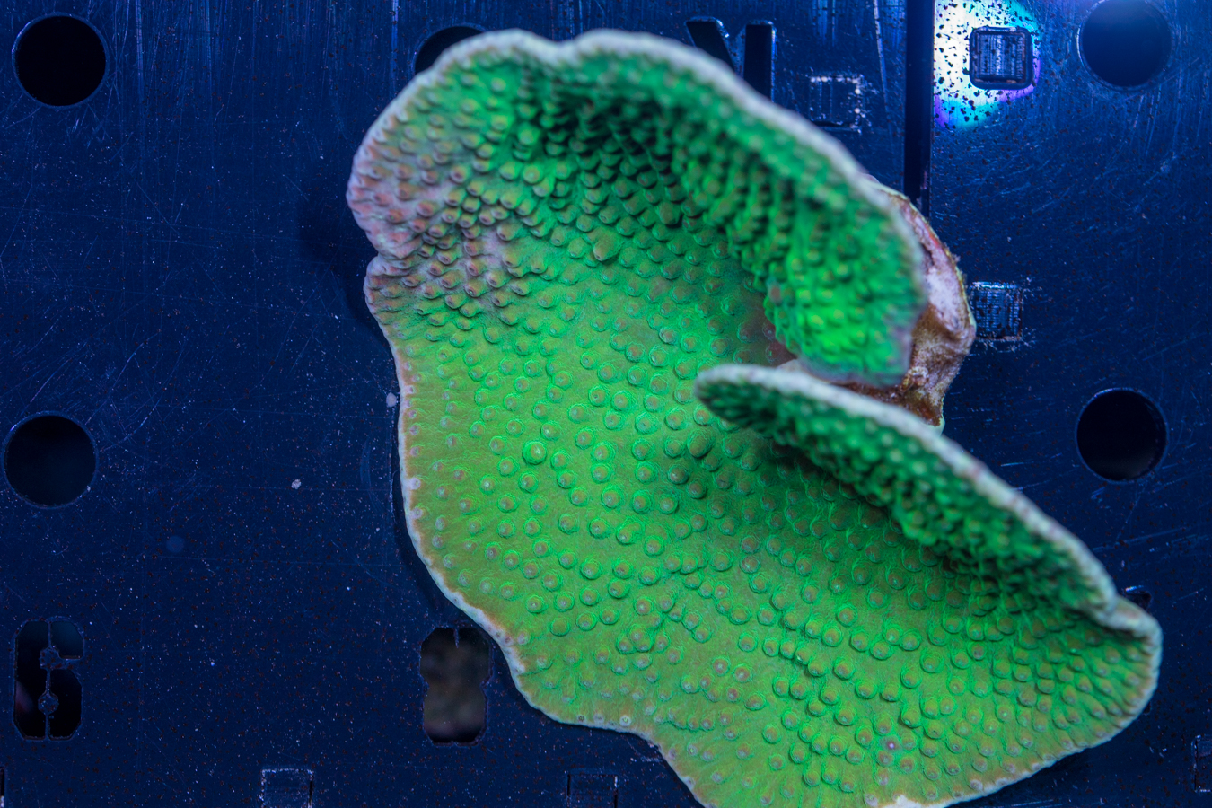 Turbinaria 1 Turbinaria