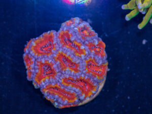 Acan - Lord Howe