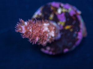 Acropora - Cherry Bomb