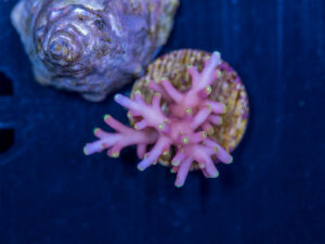 Acropora - Little Red Ferrari