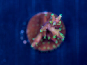 Acropora - Little Red Ferrari