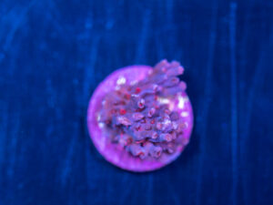 Acropora - New Release