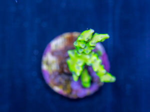 Anacropora - Green Goblin