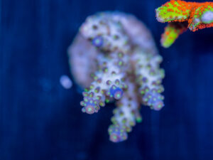 Acropora