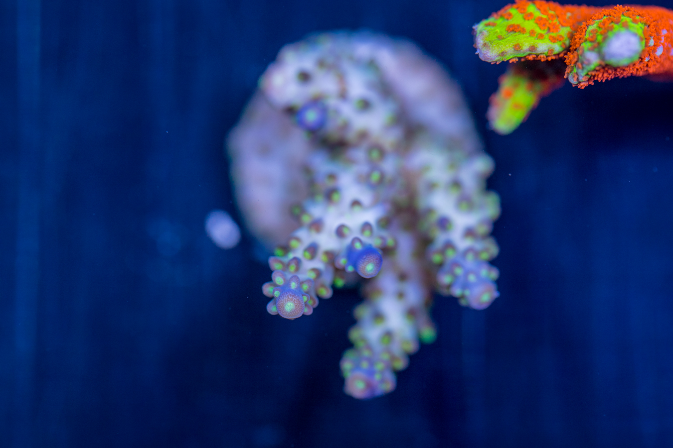 Acropora 1 Acropora