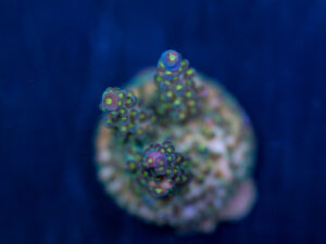 Acropora - Goosebumps