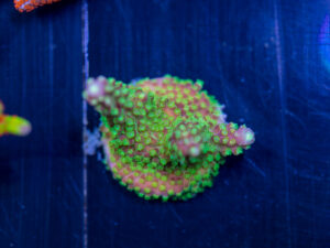 Acropora - Rainbow Loom