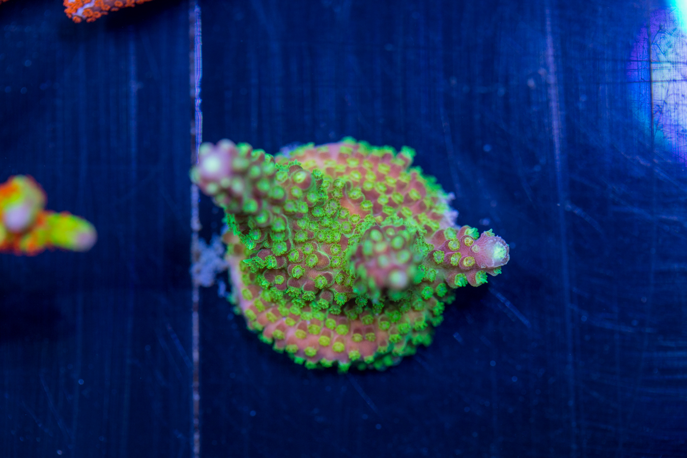 Acropora - Rainbow Loom 1 Acropora - Rainbow Loom