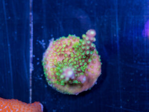 Acropora - Rainbow Loom