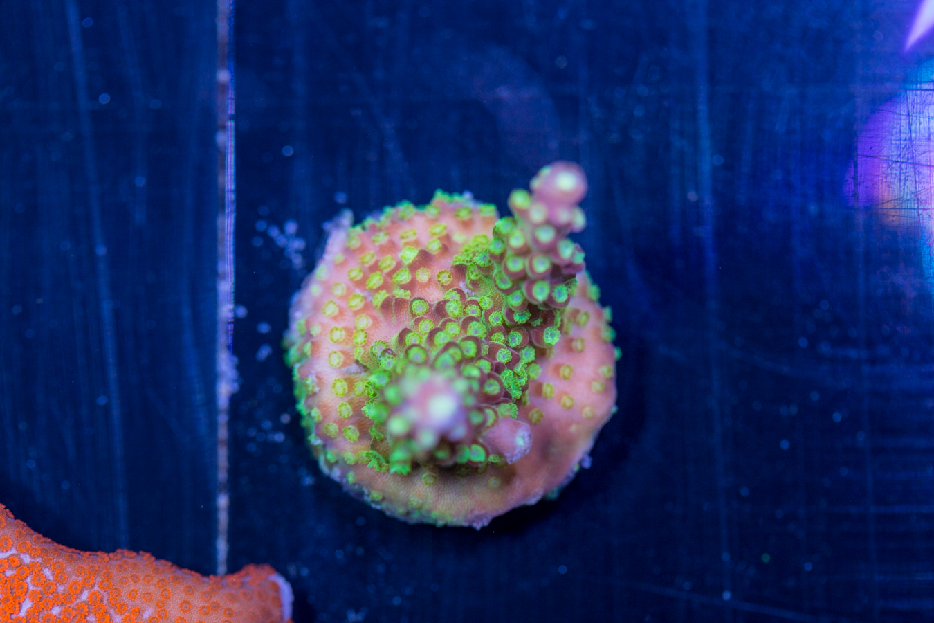 Acropora - Rainbow Loom 1 Acropora - Rainbow Loom