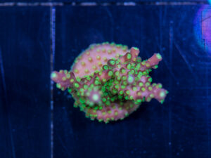 Acropora - Rainbow Loom