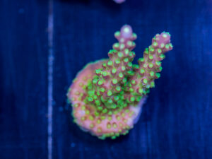 Acropora - Rainbow Loom