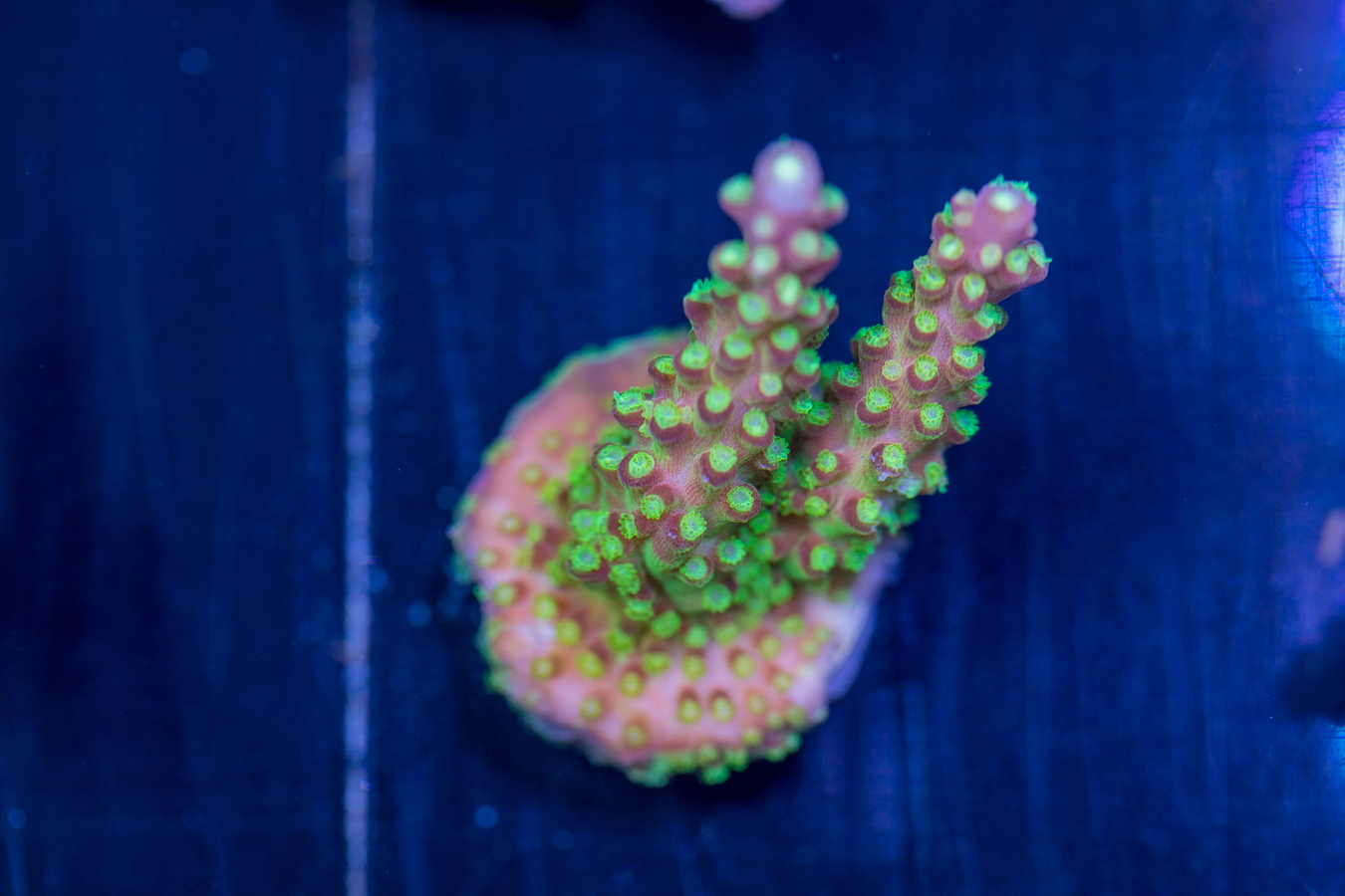 Acropora - Rainbow Loom 1 Acropora - Rainbow Loom