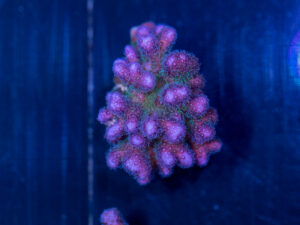 Pocillopora