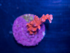 Acropora - TNT