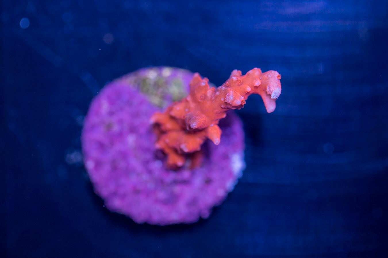 Acropora - TNT 1 Acropora - TNT